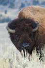 Big Bison Bull Art Print